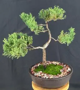 Juniper Bonsai Tree - Trained in Jin Style

In Lava Rock(juniper procumbens nana)