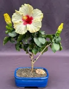 Flowering Yellow Tropical Hibiscus Bonsai Tree (rosa sinsensis)