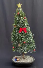 Flowering Brush Cherry Bonsai Tree - Christmas Tree Style (eugenia myrtifolia)