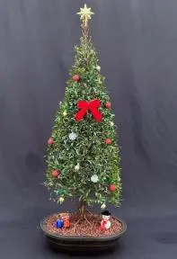 Flowering Brush Cherry Bonsai Tree - Christmas Tree Style With Holiday Decorations (eugenia myrtifolia)