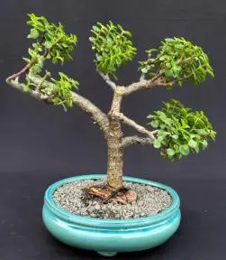 Baby Jade Bonsai Tree ("Pom-Pom") Style (Portulacaria Afra)