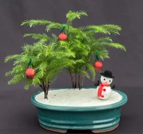 Norfolk Island Pine Bonsai Tree Christmas Landscape Scene (araucaria heterophila)