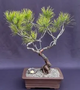 Seed Grown Pitch Pine Bonsai Tree Semi-Upright (Pinus rigida)