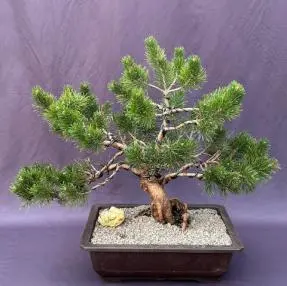 Dwarf Mugo Pine Bonsai Tree (Pinus mugo 'pumilio')