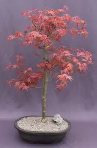 Japanese Red Maple Bonsai Tree (Acer Palmautm Shin-Deshojo)