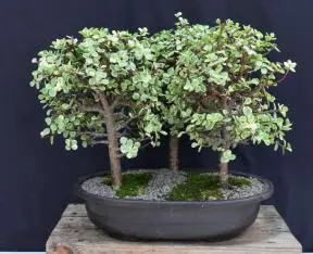Variegated Baby Jade Bonsai Tree Three (3) Tree Forest Group (portulacaria afra variegata)