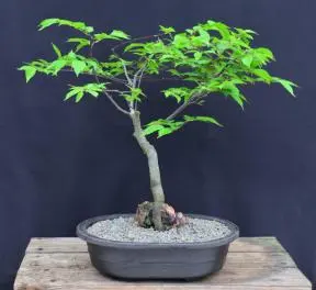 European Hornbeam Bonsai Tree Root Over Rock (carpinus betulus)