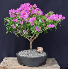 Flowering Purple Bougainvillea Bonsai Tree (Bougainvillea Spectabilis)