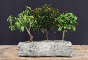 Dish Garden Three Tree Forest Group In Faux Log Planter