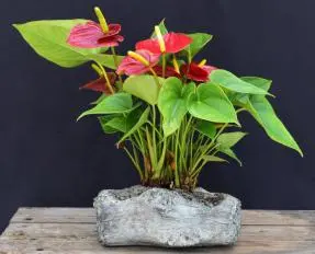 Flowering Red Anthurium ("small talk") Bonsai Tree In Faux Log Planter (anthurium andraeanum)