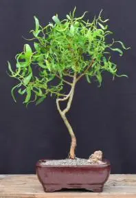 Scarlet Curls Corkscrew Weeping Willow Bonsai Tree (Salix matsudana 'scarlet curls')