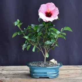 Flowering Pink Tropical Hibiscus Bonsai Tree (rosa sinsensis)