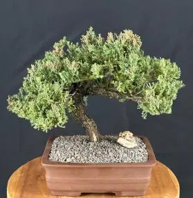 Juniper Bonsai Tree Trained (juniper procumbens nana)