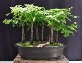Dawn Redwood Bonsai Tree - 6 Tree Forest Group (metasequoia glyptostroboides)