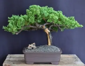 Juniper Bonsai Tree Trained in Jin & Shari Style (juniper procumbens nana)