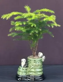 Norfolk Island Pine Bonsai Tree Bamboo Pot With Climbing Pandas (Araucaria Heterophila)