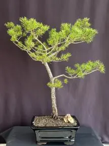 Scotch (Scots) Pine Bonsai Tree (Pinus sylvestris Austrian hill)