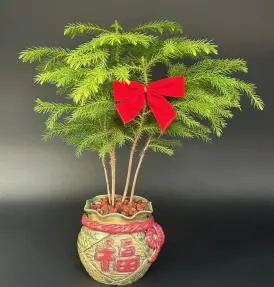 Norfolk Island Pine Bonsai Tree Holiday Pot (Araucaria Heterophila)