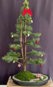 Dwarf Alberta Spruce Bonsai Tree With Holiday Decorations (picea glauca conica)