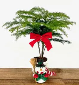 Norfolk Island Pine Bonsai Tree Snowman Pot (Araucaria Heterophila)
