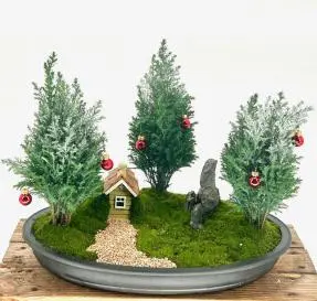 European Cypress Evergreen Bonsai Tree Holiday Themed Three Tree Forest Group (chamaecypari Iawsoniana 'ellwoodii')