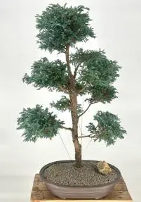 Boulevard Blue Cypress Bonsai Tree Pom Pom Style (Chamaecyparis pisifera 'Cyano-Viridis')