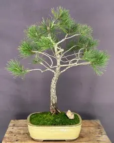 Japanese Red Pine Bonsai Tree (pinus densiflora)