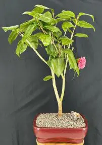 Flowering Pink Camellia Bonsai Tree (Camellia japonica 'Debutante')