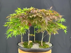 Japanese Maple Bonsai Tree Five Tree Forest Group (acer palmatum)