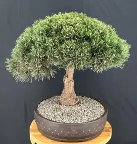 Dwarf Mugo Pine Bonsai Tree (Pinus mugo 'Gnom')