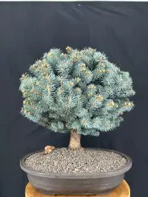 Dwarf Globe Blue Spruce Bonsai Tree (picea pungens 'Globosa')