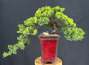 Juniper Bonsai Tree -Cascade Style (juniper procumbens nana)
