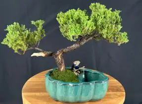 Trained Juniper Bonsai Tree Land/Water Pot with Scalloped Edges - (juniper procumbens nana)