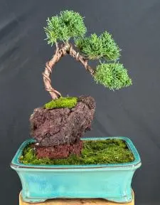 Shimpaku Bonsai Tree In Lava Rock (juniper chinensis)
