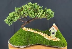 Juniper Bonsai Tree - Trained Planted on a Rock Slab (juniper procumbens "nana")