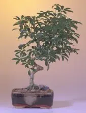 Hawaiian Umbrella Bonsai Tree-Large Spiraled Trunk (Arboricola Schefflera)