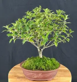 Flowering Osmanthus Bonsai Tree (heterophyllus 'heterophyllus')
