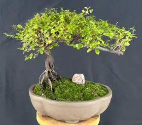 Flowering Sweet Plum Bonsai Tree Semi Cascade Style with Raised Roots (sageretia theezans)