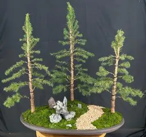 Dwarf Alberta Spruce Forest Gropuping (picea glauca conica)
