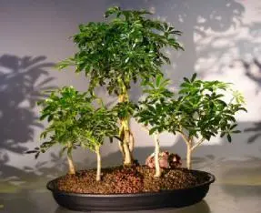 Hawaiian Umbrella Bonsai Tree Braided Trunk - Five Tree Forest Group (Arboricola Schefflera)
