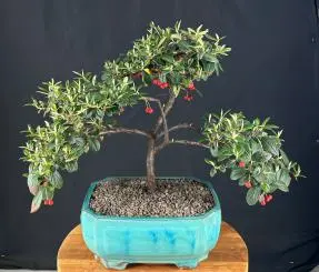Trained Cotoneaster Bonsai Tree (Cotoneaster salicifolius 'Repens')
