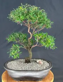 Flowering Chinese Myrtle Bonsai Tree (myrtus communis 'compacta')