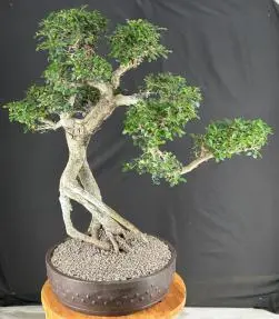 Chinese Elm Bonsai Tree Semi Cascade Style (ulmus parvifolia)