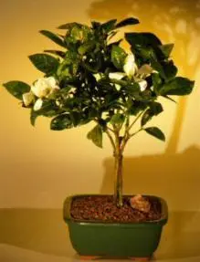Flowering Gardenia Bonsai Tree - Medium (jasminoides miami supreme)