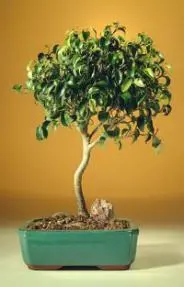 FREE SHIPPING ON THIS TREE Ficus Oriental - Large (Ficus Orientalis)