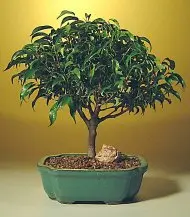 Ficus 'Midnight' Bonsai Tree- Large (ficus benjamina 'midnight')
