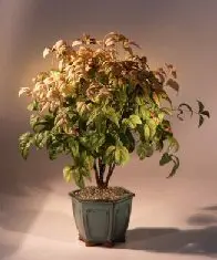 Flowering Heavenly Bamboo Bonsai Tree (nandina domestica 'compacta')
