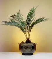 Sago Palm Bonsai Tree - Exotic (Cycas Revoluta)
