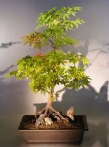 Japanese Maple Bonsai Tree - Root Over Rock Style (acer palmatum)