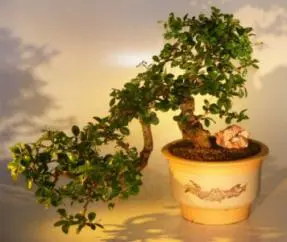 Flowering Fukien Tea Bonsai Tree - Cascade Style< (ehretia microphylla)